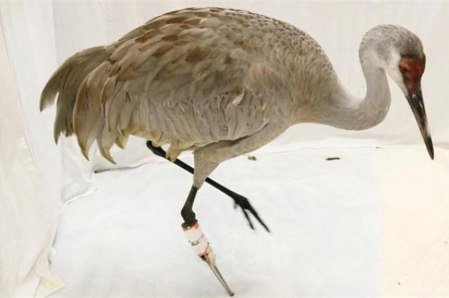 A male sandhill crane has a new leg thanks to a vet at Elizabeth's Wildlife Center in Abbotsford. The four-foot tall bird was injured on a golf course in Richmond. Photograph by Kim Stallknecht, The Vancouver Sun