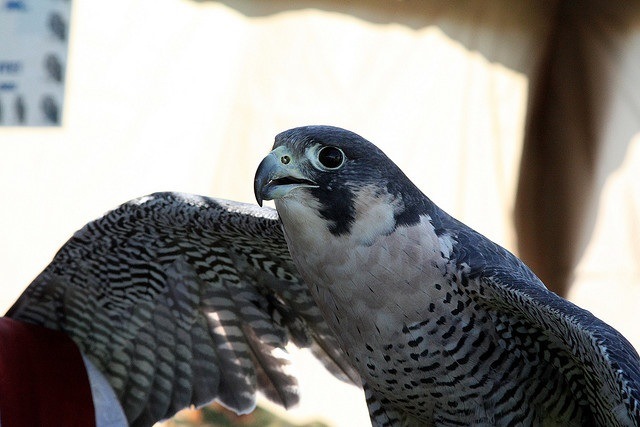 Perrigrine Falcon Photo: Dave's Parallel Universe, Creative Commons, Flickr