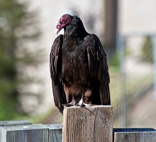 Turkey vulture Photo: Lharryus, Creative Commons, Flickr
