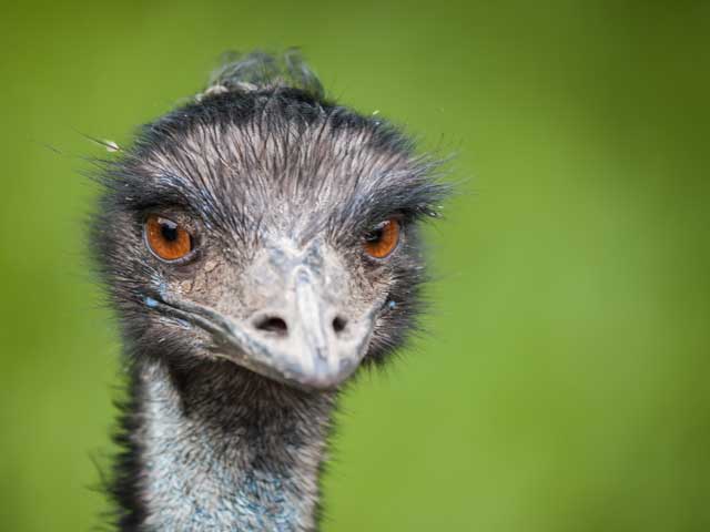 face-of-emu-4w