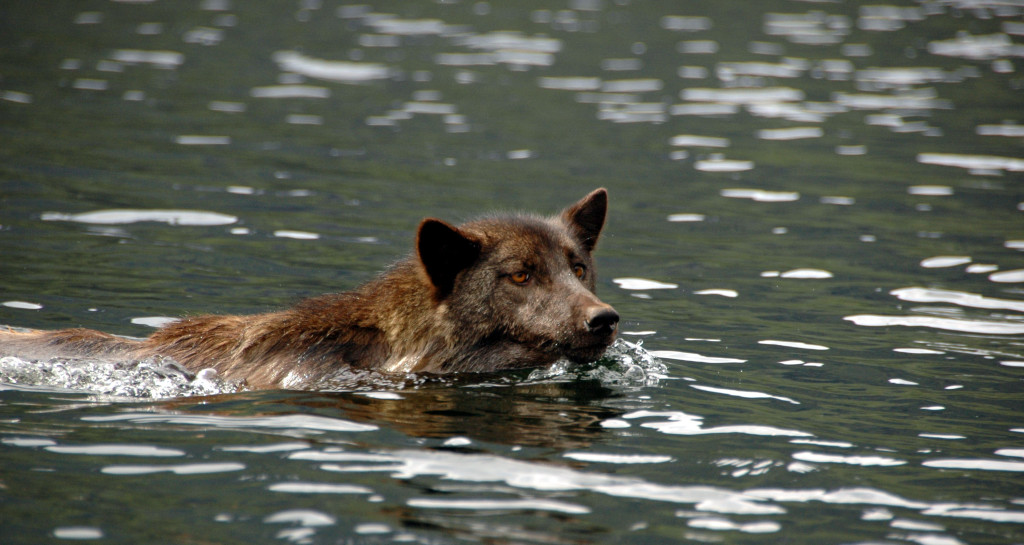 Wolves can easily swim a long way from island to island. Photo by Chris Darimont, Courtesy of raincoast.org 