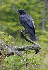 A raven waiting on a branch Photo by Tim Ellis/CC, Flickr