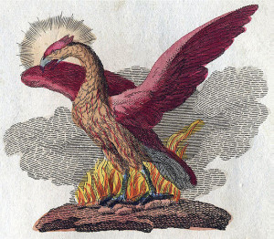 A drawing of a phoenix Photo – Public Domain