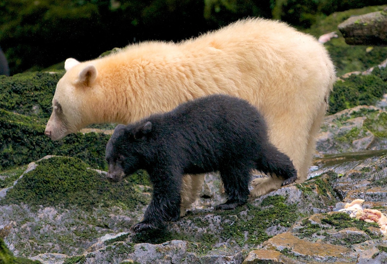 Spirit-Bear-mother-with-cub