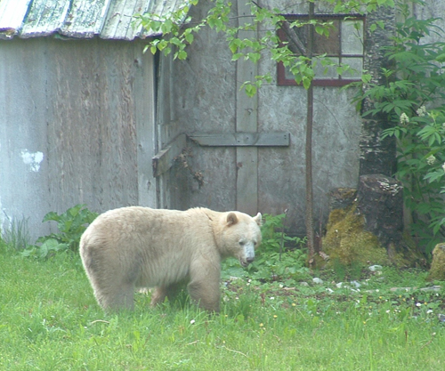 Kermode bear/https://flic.kr/p/28w76u/ Photo by .sarahwynne.