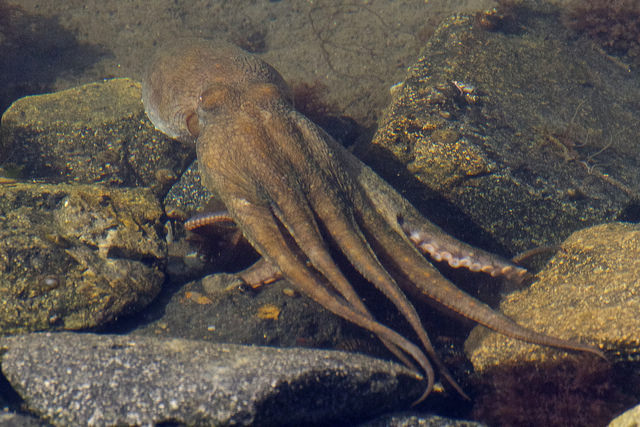 A two-spot octopus can look like rocks. Photo by BiteYourBum.Com Photography