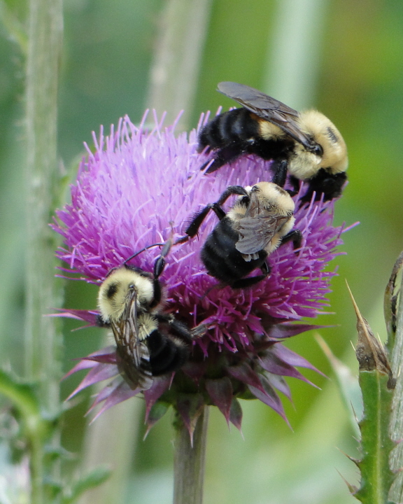 Bumblebees are solitary pollinators. Photo by Vicki DeLoach/CC, Flickr 