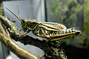 A grasshopper Photo by iStockphoto