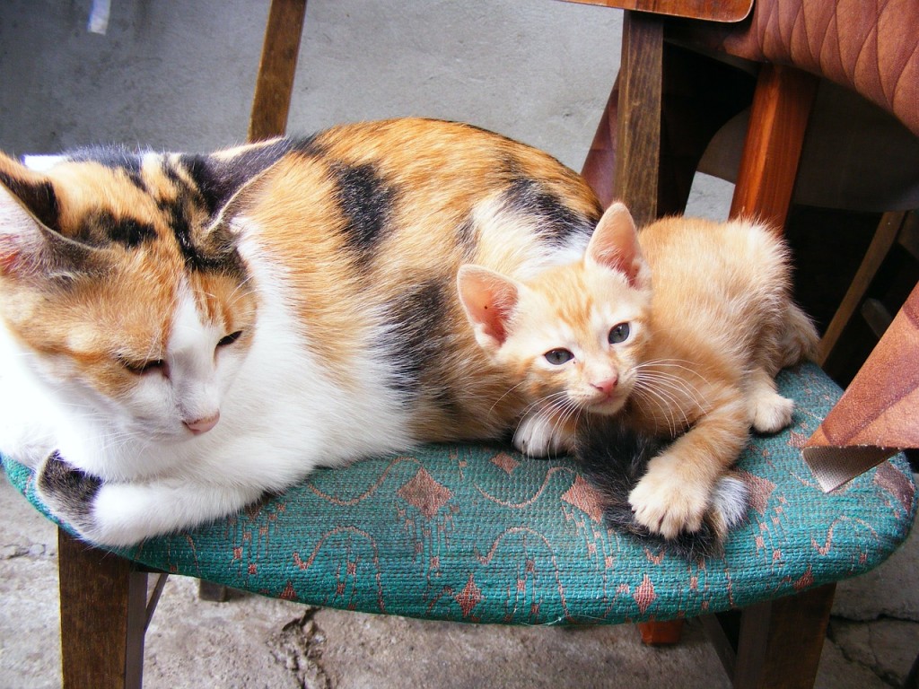 The cats warm your chair for you. PHOTO - pixabay.com