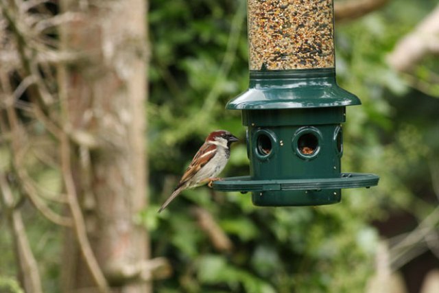 Sparrow at a bird feeder Photo by Ed Hoskins, Public domain